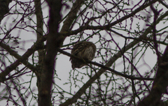 Glaucidium passerinum