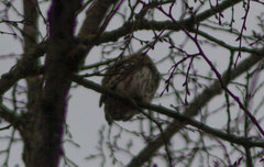 Glaucidium passerinum