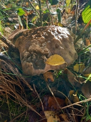 Leccinum scabrum