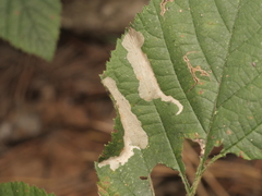 Coptotriche marginea