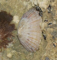 Cellana tramoserica