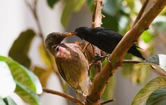 Molothrus bonariensis