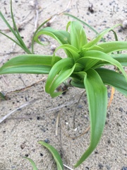 Gloriosa superba
