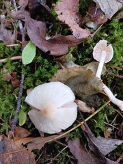 Inocybe geophylla
