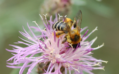 Dasypoda hirtipes