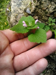 Lamium purpureum