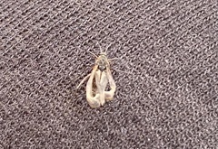 Tuberolachnus salignus