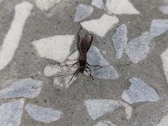 Riptortus linearis