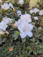 Rhododendron indicum