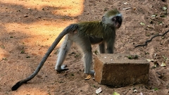 Chlorocebus pygerythrus pygerythrus