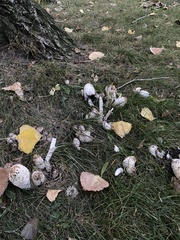 Coprinus comatus