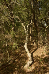Aspidosperma quebracho-blanco