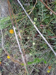 Leucospermum prostratum