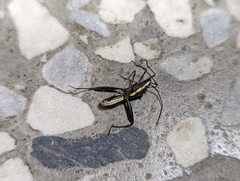 Riptortus linearis