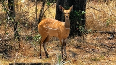 Tragelaphus sylvaticus