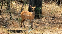 Tragelaphus sylvaticus