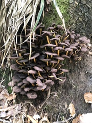 Craterellus tubaeformis