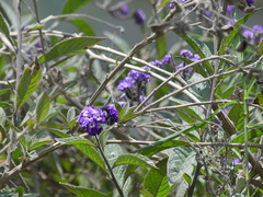 Heliotropium arborescens