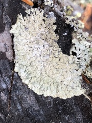 Parmeliopsis ambigua