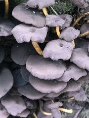 Craterellus tubaeformis