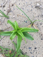 Gloriosa superba