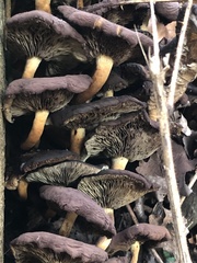 Craterellus tubaeformis