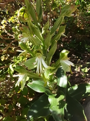 Bonatea speciosa