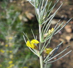 Aspalathus florifera