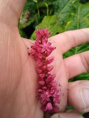 Bistorta amplexicaulis