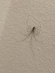 Pholcus phalangioides