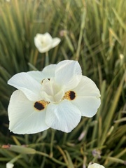 Dietes bicolor