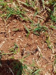 Hodotermes mossambicus