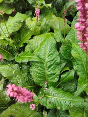 Bistorta amplexicaulis