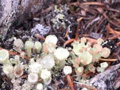 Cladonia chlorophaea