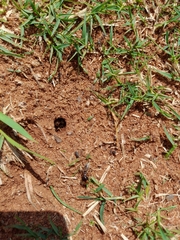 Hodotermes mossambicus