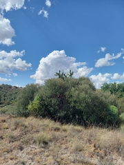 Olea europaea cuspidata