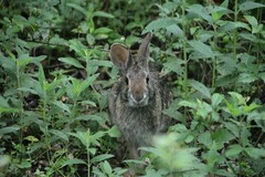 Sylvilagus aquaticus