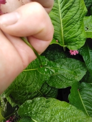 Bistorta amplexicaulis