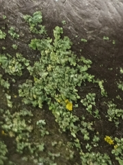 Phaeophyscia orbicularis