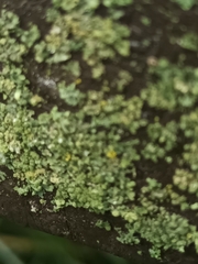 Phaeophyscia orbicularis