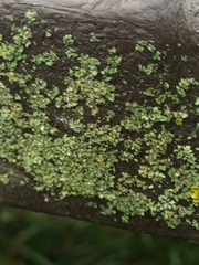 Phaeophyscia orbicularis