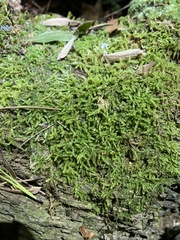 Callicladium imponens