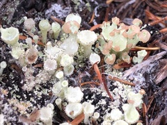 Cladonia chlorophaea