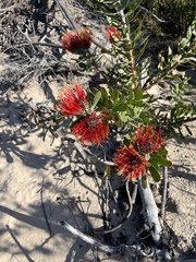 Leucospermum praecox