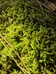 Callicladium imponens