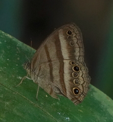Cissia myncea