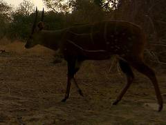 Tragelaphus scriptus