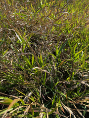 Panicum hemitomon