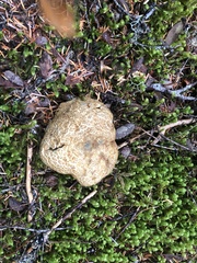 Caloboletus conifericola