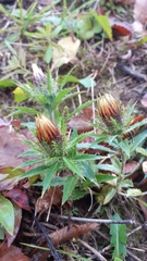 Carlina biebersteinii